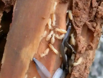 柳河白蚁防治公司分享别墅庭院白蚁综合治理，告别绿植虫害入户难题